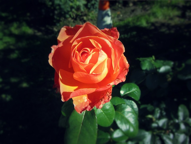 washington park rose test garden